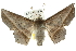  ( - 10ANIC-11245)  @14 [ ] CreativeCommons - Attribution (2010) CBG Photography Group Centre for Biodiversity Genomics