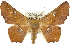  (Oenochroma quardrigramma - 10ANIC-11247)  @15 [ ] CreativeCommons - Attribution (2010) CBG Photography Group Centre for Biodiversity Genomics
