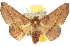  (Antictenia punctunculus - 10ANIC-11254)  @15 [ ] CreativeCommons - Attribution (2010) CBG Photography Group Centre for Biodiversity Genomics