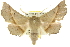  (Antictenia torta - 10ANIC-11258)  @15 [ ] CreativeCommons - Attribution (2010) CBG Photography Group Centre for Biodiversity Genomics