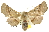  ( - 10ANIC-11259)  @15 [ ] CreativeCommons - Attribution (2010) CBG Photography Group Centre for Biodiversity Genomics