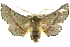  ( - 10ANIC-11261)  @14 [ ] CreativeCommons - Attribution (2010) CBG Photography Group Centre for Biodiversity Genomics
