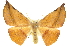  ( - 10ANIC-11313)  @13 [ ] CreativeCommons - Attribution (2010) CBG Photography Group Centre for Biodiversity Genomics