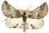  ( - 10ANIC-11333)  @15 [ ] CreativeCommons - Attribution (2010) CBG Photography Group Centre for Biodiversity Genomics
