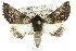  ( - 10ANIC-11396)  @15 [ ] CreativeCommons - Attribution (2010) CBG Photography Group Centre for Biodiversity Genomics