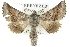  ( - 10ANIC-11400)  @11 [ ] CreativeCommons - Attribution (2010) CBG Photography Group Centre for Biodiversity Genomics