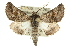  ( - 10ANIC-11409)  @15 [ ] CreativeCommons - Attribution (2010) CBG Photography Group Centre for Biodiversity Genomics