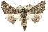  ( - 10ANIC-11412)  @15 [ ] CreativeCommons - Attribution (2010) CBG Photography Group Centre for Biodiversity Genomics