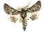  ( - 10ANIC-11416)  @15 [ ] CreativeCommons - Attribution (2010) CBG Photography Group Centre for Biodiversity Genomics