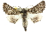  ( - 10ANIC-11417)  @15 [ ] CreativeCommons - Attribution (2010) CBG Photography Group Centre for Biodiversity Genomics
