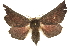 ( - 10ANIC-11461)  @14 [ ] CreativeCommons - Attribution (2010) CBG Photography Group Centre for Biodiversity Genomics