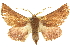  ( - 10ANIC-11463)  @13 [ ] CreativeCommons - Attribution (2010) CBG Photography Group Centre for Biodiversity Genomics