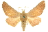 ( - 10ANIC-11491)  @11 [ ] CreativeCommons - Attribution (2010) CBG Photography Group Centre for Biodiversity Genomics