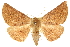  ( - 10ANIC-11502)  @14 [ ] CreativeCommons - Attribution (2010) CBG Photography Group Centre for Biodiversity Genomics