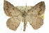  ( - 10ANIC-11516)  @15 [ ] CreativeCommons - Attribution (2010) CBG Photography Group Centre for Biodiversity Genomics