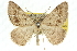  ( - 10ANIC-11525)  @11 [ ] CreativeCommons - Attribution (2010) CBG Photography Group Centre for Biodiversity Genomics