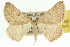  ( - 10ANIC-11528)  @15 [ ] CreativeCommons - Attribution (2010) CBG Photography Group Centre for Biodiversity Genomics