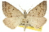  ( - 10ANIC-11534)  @11 [ ] CreativeCommons - Attribution (2010) CBG Photography Group Centre for Biodiversity Genomics