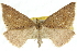  ( - 10ANIC-11535)  @11 [ ] CreativeCommons - Attribution (2010) CBG Photography Group Centre for Biodiversity Genomics
