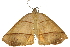  ( - 10ANIC-11592)  @14 [ ] CreativeCommons - Attribution (2010) CBG Photography Group Centre for Biodiversity Genomics