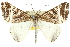  ( - 10ANIC-11601)  @11 [ ] CreativeCommons - Attribution (2010) CBG Photography Group Centre for Biodiversity Genomics