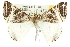  ( - 10ANIC-11602)  @11 [ ] CreativeCommons - Attribution (2010) CBG Photography Group Centre for Biodiversity Genomics