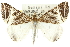  ( - 10ANIC-11603)  @11 [ ] CreativeCommons - Attribution (2010) CBG Photography Group Centre for Biodiversity Genomics