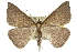 ( - 10ANIC-11611)  @15 [ ] CreativeCommons - Attribution (2010) CBG Photography Group Centre for Biodiversity Genomics