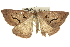  ( - 10ANIC-11631)  @14 [ ] CreativeCommons - Attribution (2010) CBG Photography Group Centre for Biodiversity Genomics