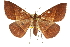  ( - 10ANIC-11633)  @14 [ ] CreativeCommons - Attribution (2010) CBG Photography Group Centre for Biodiversity Genomics