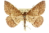  ( - 10ANIC-11635)  @14 [ ] CreativeCommons - Attribution (2010) CBG Photography Group Centre for Biodiversity Genomics