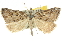  ( - 10ANIC-11643)  @15 [ ] CreativeCommons - Attribution (2010) CBG Photography Group Centre for Biodiversity Genomics