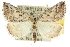  ( - 10ANIC-11656)  @15 [ ] CreativeCommons - Attribution (2010) CBG Photography Group Centre for Biodiversity Genomics