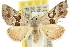  (Dichromodes mesotoma - 10ANIC-11678)  @14 [ ] CreativeCommons - Attribution (2010) CBG Photography Group Centre for Biodiversity Genomics