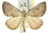  (Dichromodes molybdaria - 10ANIC-11679)  @15 [ ] CreativeCommons - Attribution (2010) CBG Photography Group Centre for Biodiversity Genomics