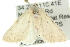  ( - 10ANIC-11684)  @14 [ ] CreativeCommons - Attribution (2010) CBG Photography Group Centre for Biodiversity Genomics