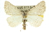  (Dichromodes galactica - 10ANIC-11685)  @15 [ ] CreativeCommons - Attribution (2010) CBG Photography Group Centre for Biodiversity Genomics