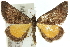  ( - 10ANIC-11686)  @11 [ ] CreativeCommons - Attribution (2010) CBG Photography Group Centre for Biodiversity Genomics