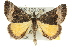  (Dichromodes scothima - 10ANIC-11689)  @15 [ ] CreativeCommons - Attribution (2010) CBG Photography Group Centre for Biodiversity Genomics