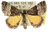  ( - 10ANIC-11691)  @15 [ ] CreativeCommons - Attribution (2010) CBG Photography Group Centre for Biodiversity Genomics