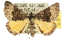  ( - 10ANIC-11692)  @15 [ ] CreativeCommons - Attribution (2010) CBG Photography Group Centre for Biodiversity Genomics