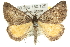  (Dichromodes uniformis - 10ANIC-11693)  @15 [ ] CreativeCommons - Attribution (2010) CBG Photography Group Centre for Biodiversity Genomics