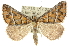  ( - 10ANIC-11699)  @15 [ ] CreativeCommons - Attribution (2010) CBG Photography Group Centre for Biodiversity Genomics