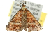  ( - 10ANIC-11705)  @14 [ ] CreativeCommons - Attribution (2010) CBG Photography Group Centre for Biodiversity Genomics