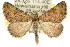  ( - 10ANIC-11710)  @15 [ ] CreativeCommons - Attribution (2010) CBG Photography Group Centre for Biodiversity Genomics