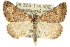  ( - 10ANIC-11711)  @15 [ ] CreativeCommons - Attribution (2010) CBG Photography Group Centre for Biodiversity Genomics