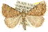  (Dichromodes rufula - 10ANIC-11712)  @15 [ ] CreativeCommons - Attribution (2010) CBG Photography Group Centre for Biodiversity Genomics
