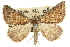  ( - 10ANIC-11713)  @14 [ ] CreativeCommons - Attribution (2010) CBG Photography Group Centre for Biodiversity Genomics