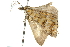  ( - 10ANIC-11715)  @12 [ ] CreativeCommons - Attribution (2010) CBG Photography Group Centre for Biodiversity Genomics