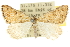  (Dichromodes sp. ANIC3 - 10ANIC-11716)  @15 [ ] CreativeCommons - Attribution (2010) CBG Photography Group Centre for Biodiversity Genomics